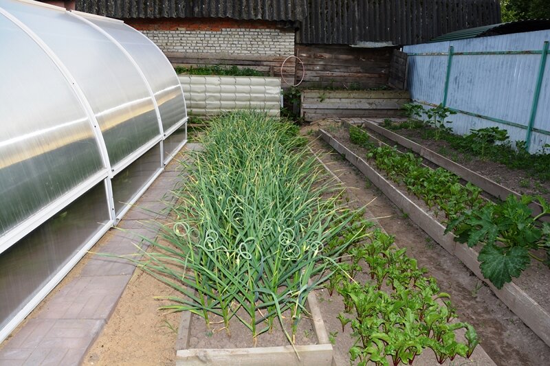 Грядка чеснока в моём саду