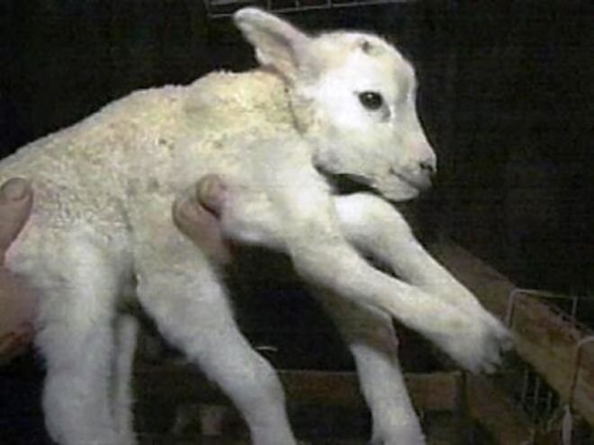 Особенности патологии и симптомы у овец и ягнят заболевания, вызываемого Br. ovis