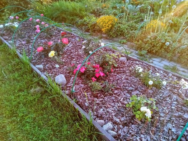 Розарий, июль 2920-го