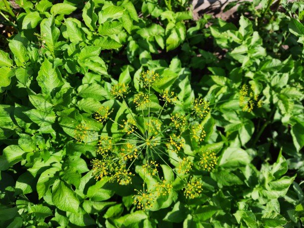 На картошке нет колорадского жука. Почему? Все просто | Дачная фанатка ...