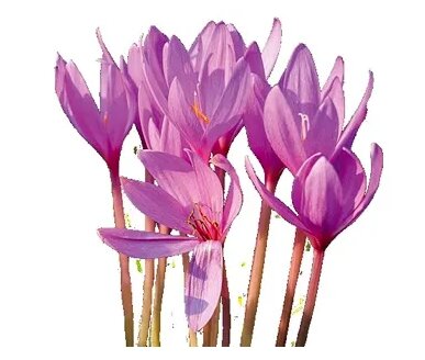 Колхикум - одно из самых ядовитых растений