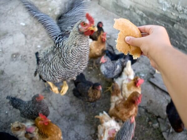 Белый хлеб богат углеводами, давать его курам рекомендуется в подсушенной виде в умеренных количествах.