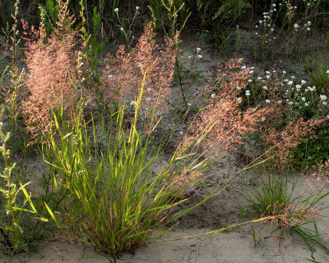 Метлица, щавель, фасоль. 