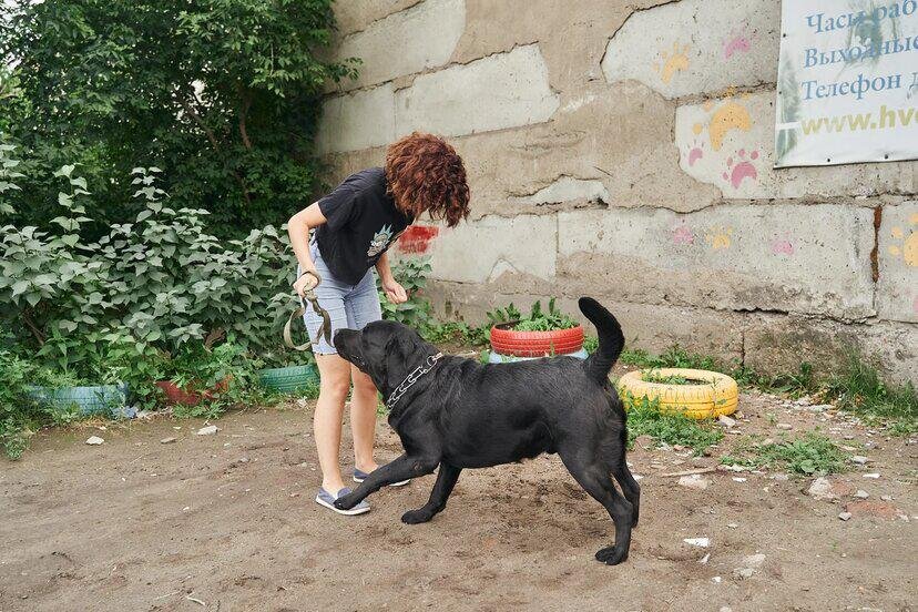 Лабрадор в приюте