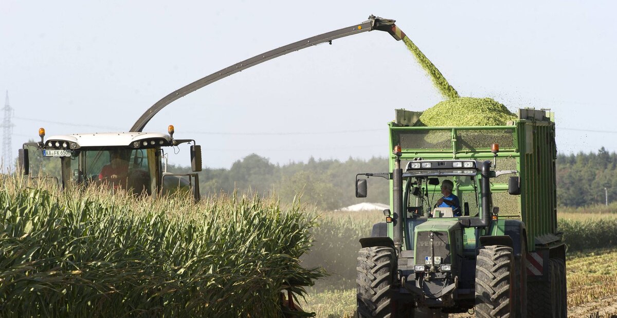 Заготовка кукурзного силоса