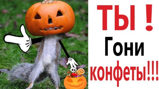 Приколы! ХЭЛЛОУИН ГОНИ КОНФЕТЫ - МЕМЫ!!! Смешные видео от – Доми шоу!