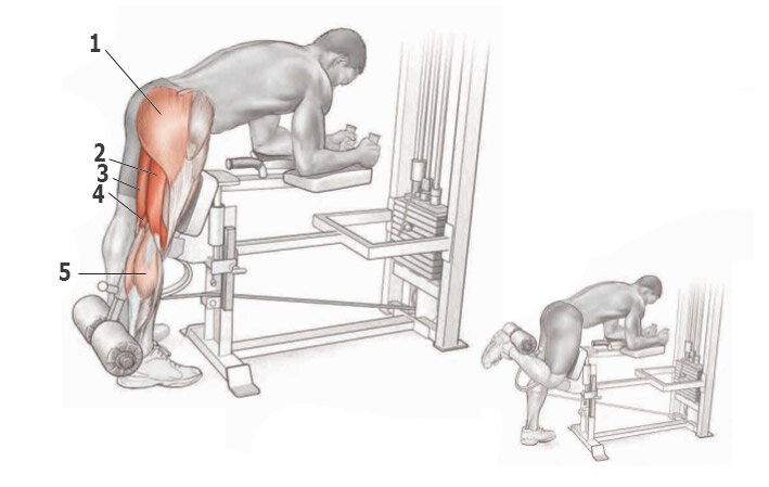 Сгибание ног в тренажере мышцы