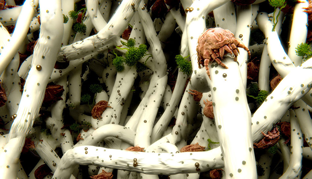 Пылевые клещи. Фото из Интернета