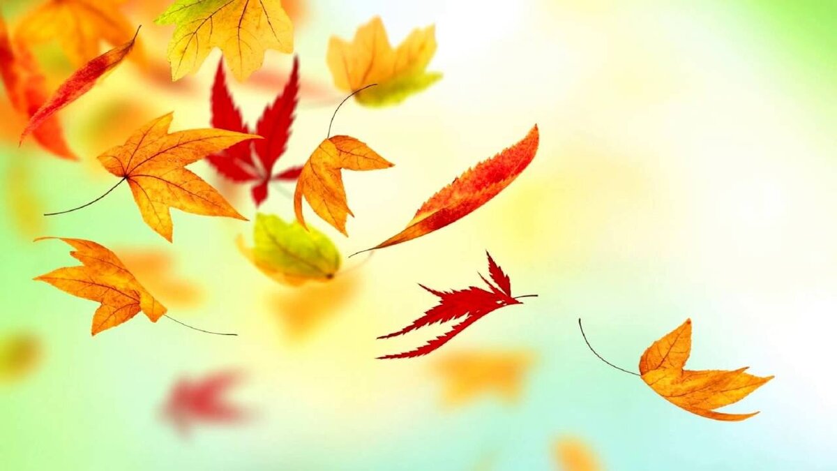 Яндекс. Картинки