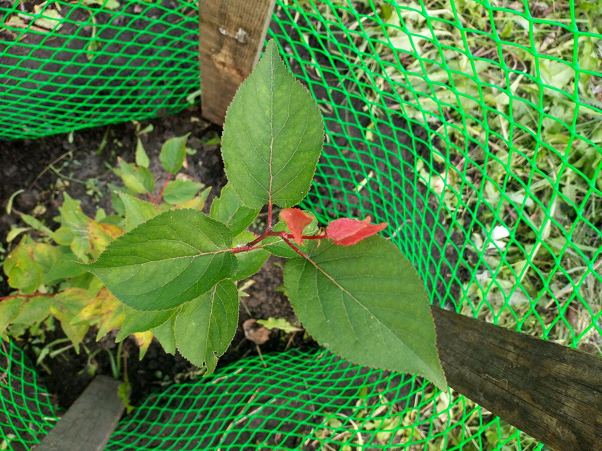 Это фото сделано в начале августа