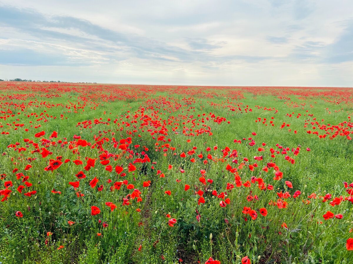 Поля с маками картинки ( фото) скачать обои