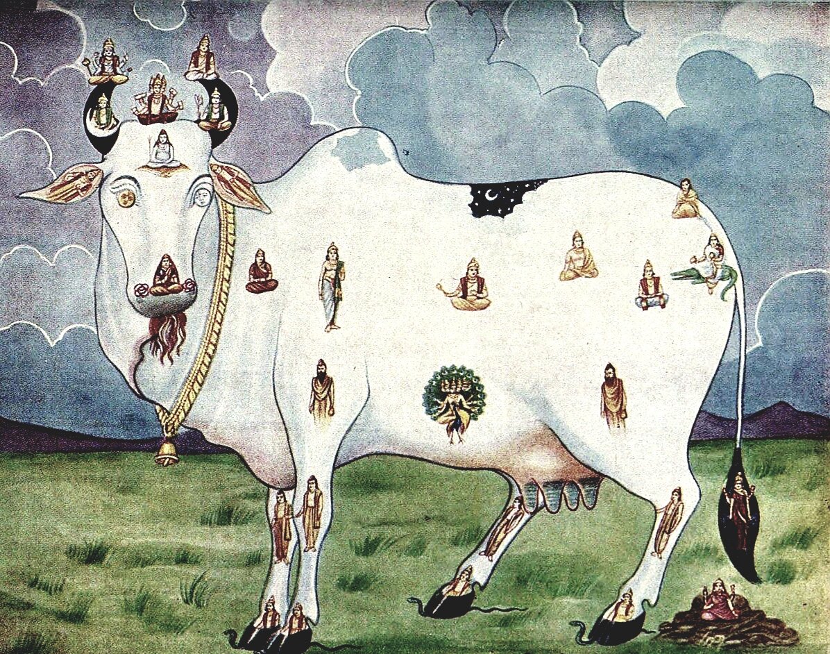 Символы Индии – священная корова | Аюрведа-Тур