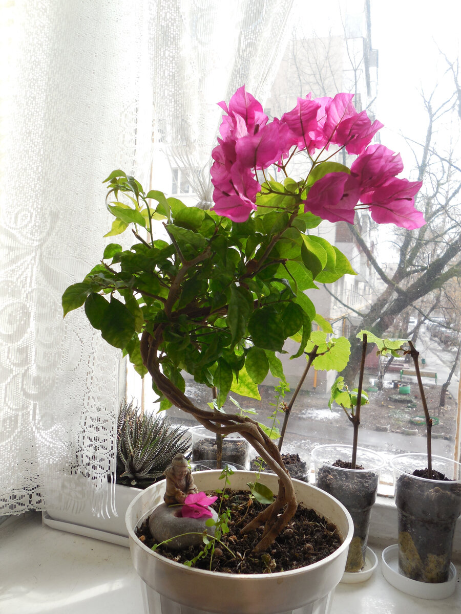 Фото этого года, до пересадки в другую, более подходящую для бонсай ёмкость. Далее (листайте по стрелке справа) самое начало этой формировки со сплетением и скручиванием: