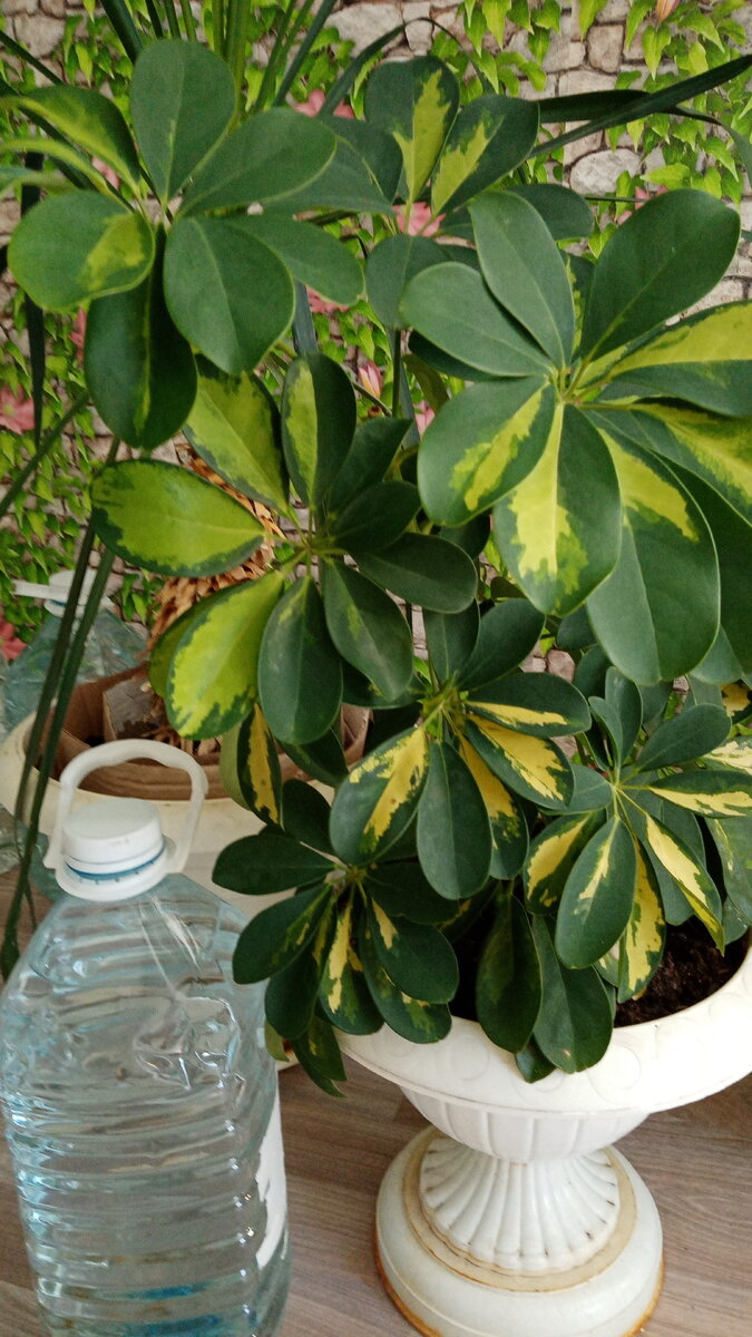 Первая моя Шефлера