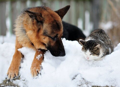 фото из интернета