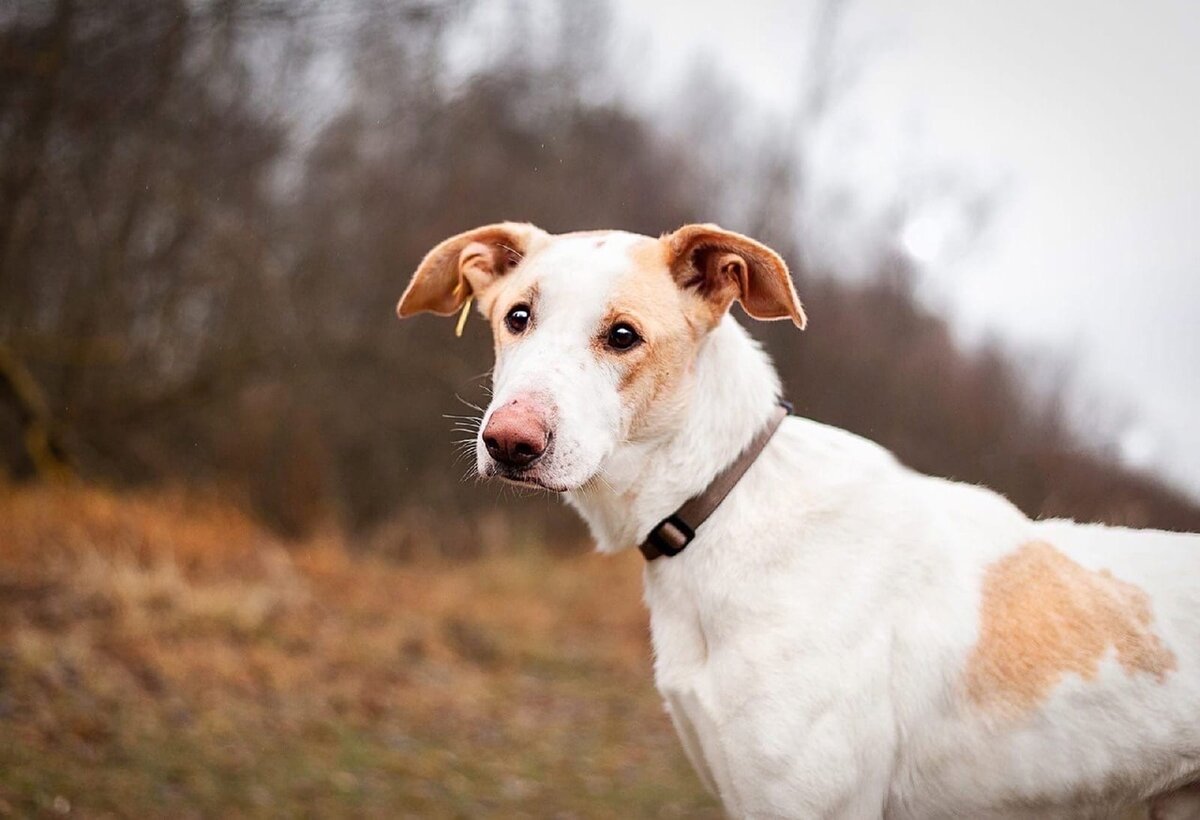 Породистые собаки в дар. Часть 22 | Породистые собаки в дар 🐶 | Дзен