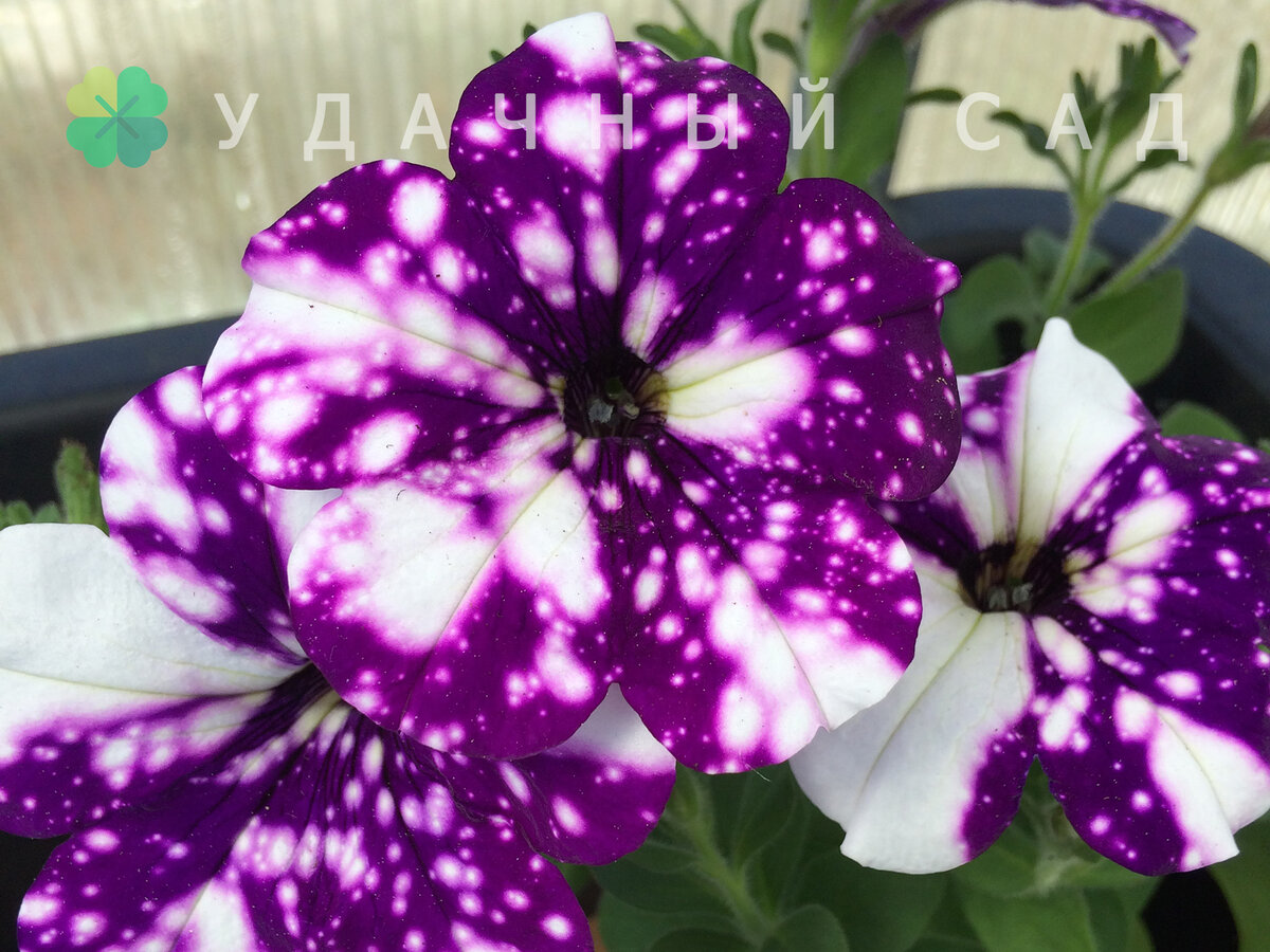 Оттенок первых цветков петунии может сильно отличаться от последующих