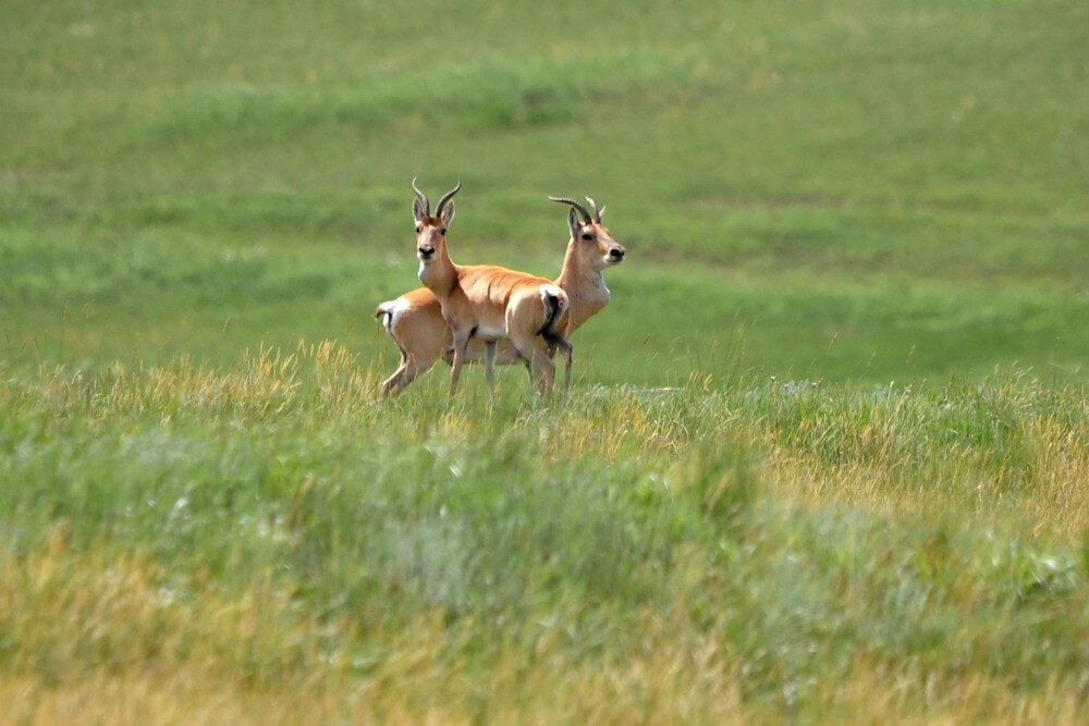 Фото: wildfrontier.ru