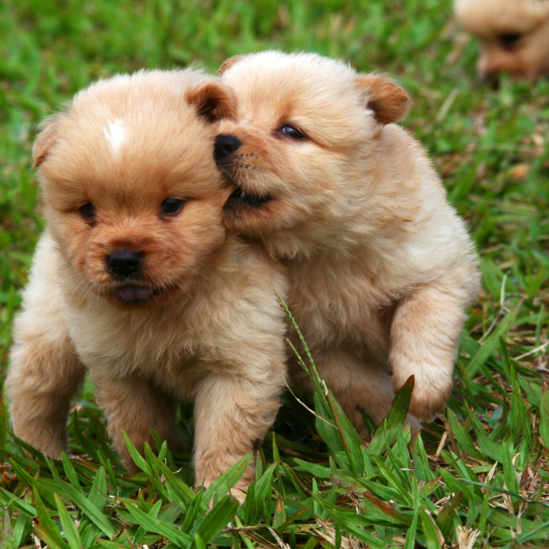 ресурсы приложения CANVA