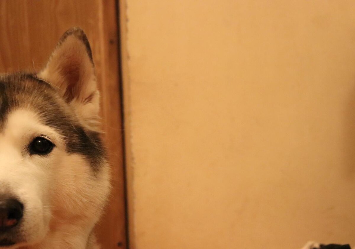 Ненавистный дверной косяк, на котором хася любила отыгрываться в свободное от воя время