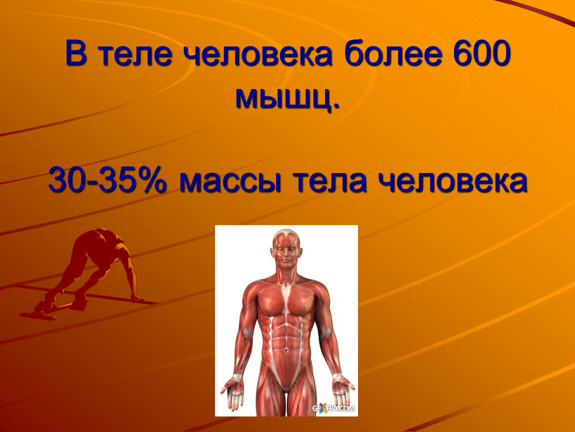Какое количество мышц у человека. Организм человека. Вес мышц человека. Тело человека.