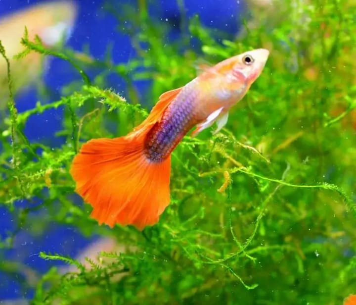 гуппи.