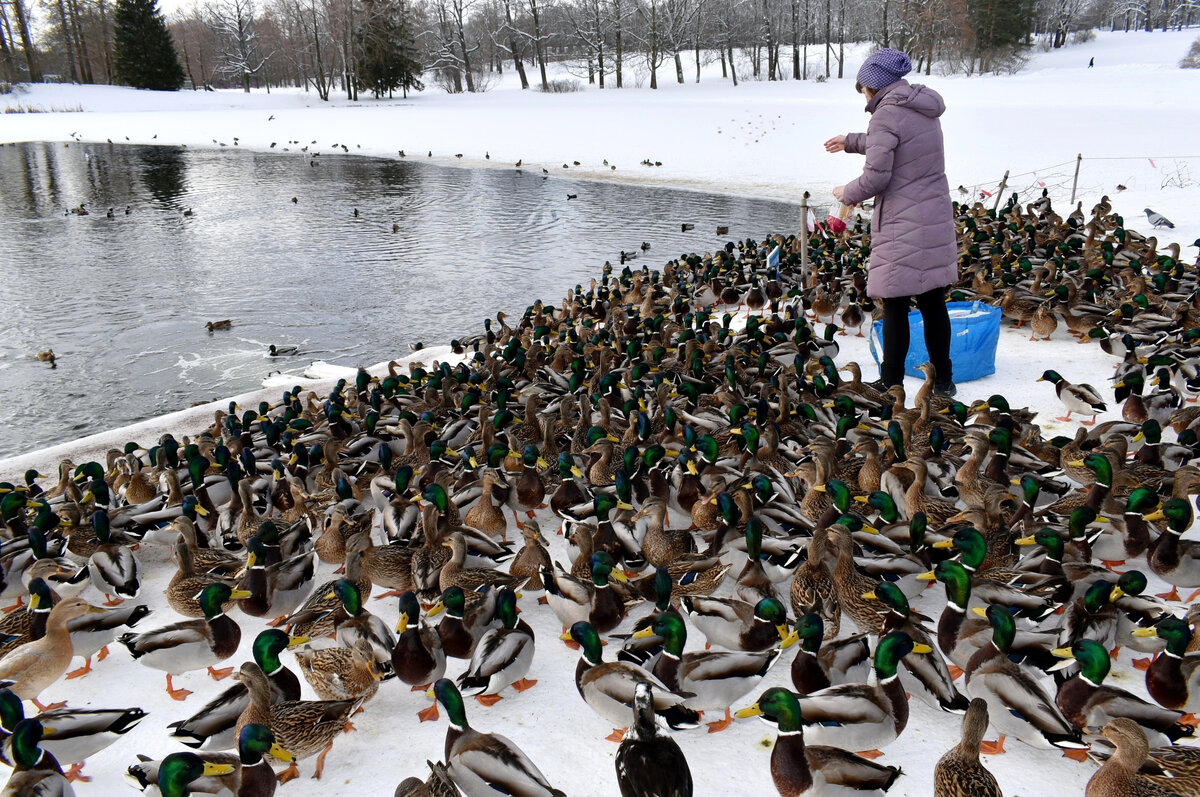 🔸Миллион уток! Все орут! Гвалт стоит неимоверный! 