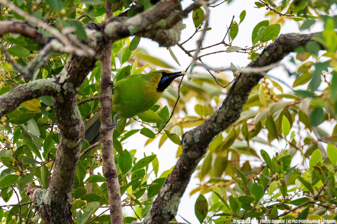 Листовка Джердона