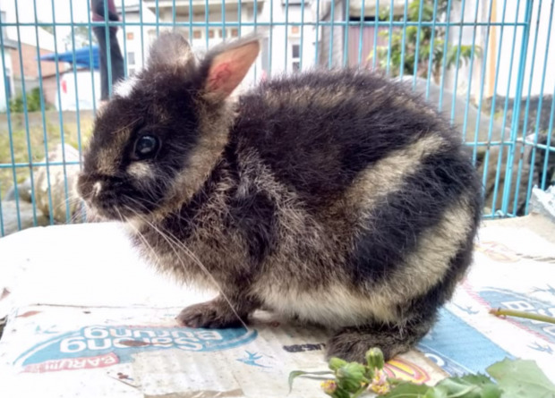 Тот самый спасённый малыш. 