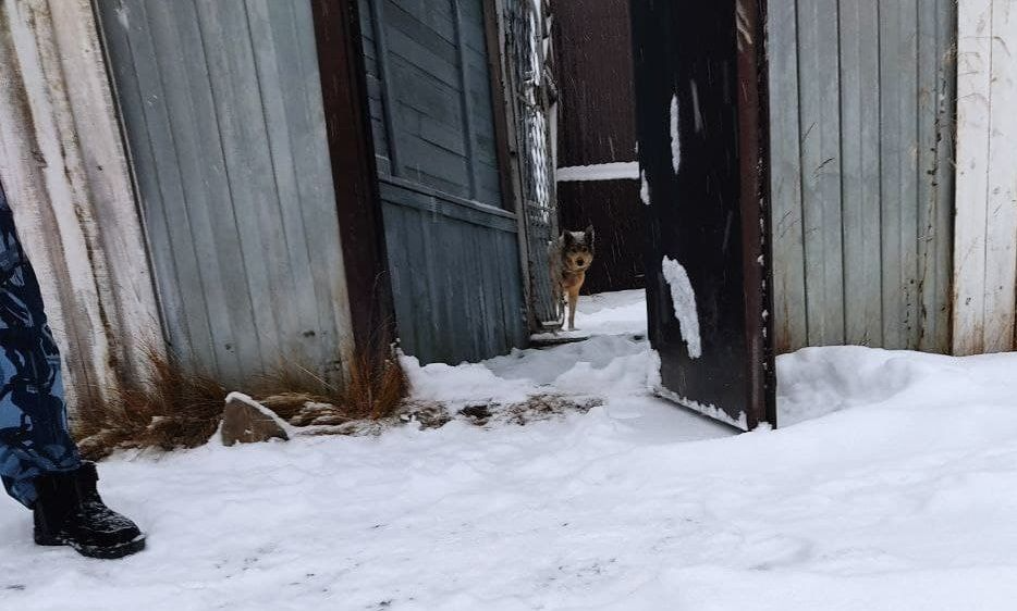 Джек выглядывает из ворот тюрьмы. Фото: Андрей Клеймёнов, "Глобус"