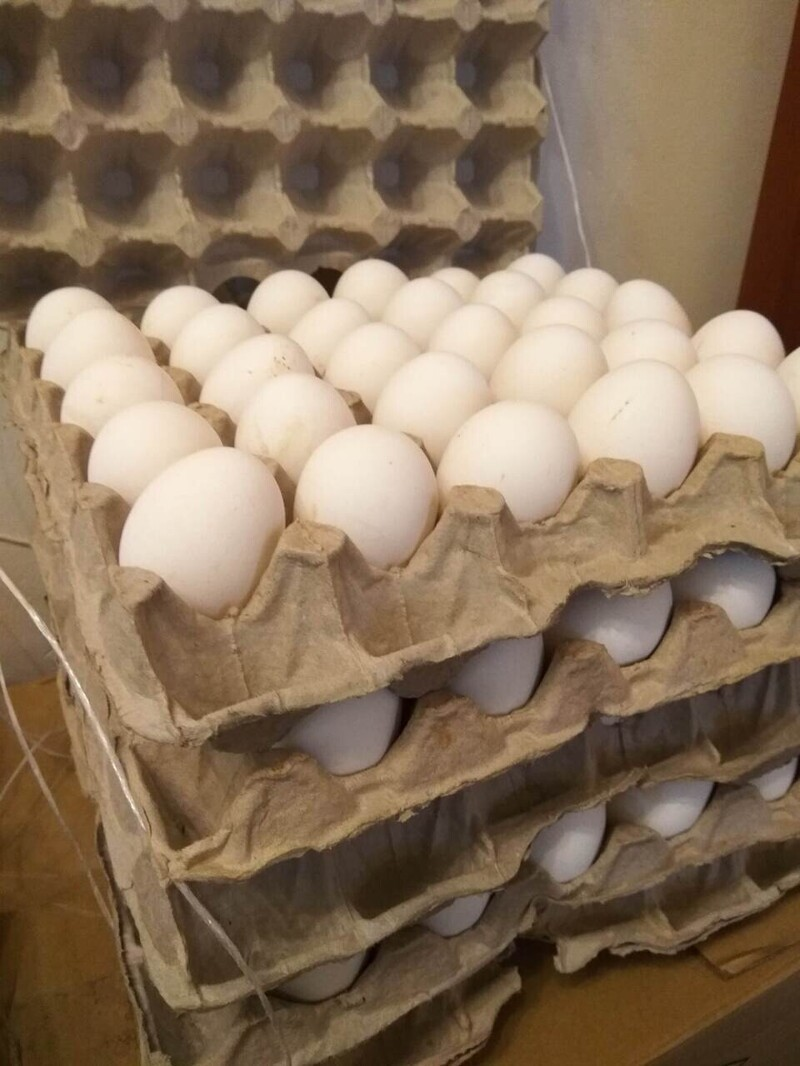 Как превратить решетку инкубатора для куриных яиц в решетку для перепелиных яиц? Всё просто!