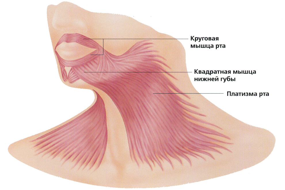 Платизма