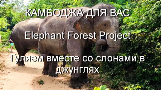 Elephant Forest Project. Прогуливаемся со слонами в джунглях