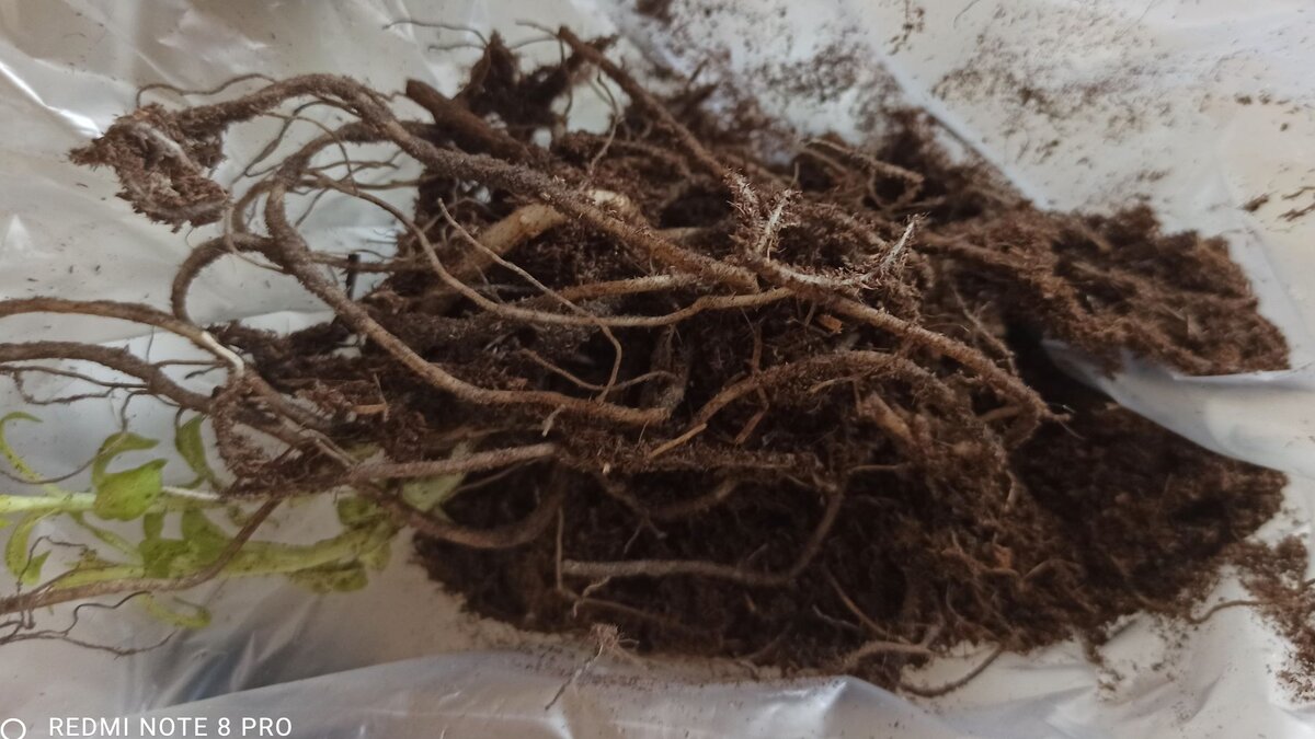 Флокс уже проснулся, его надо сажать