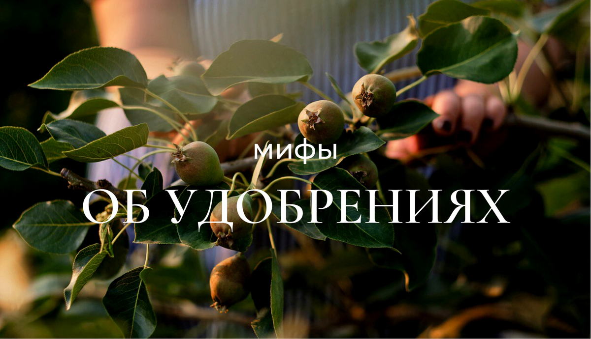 МИФЫ О НАРОДНЫХ УДОБРЕНИЯХ: зола, навоз и яичная скорлупа