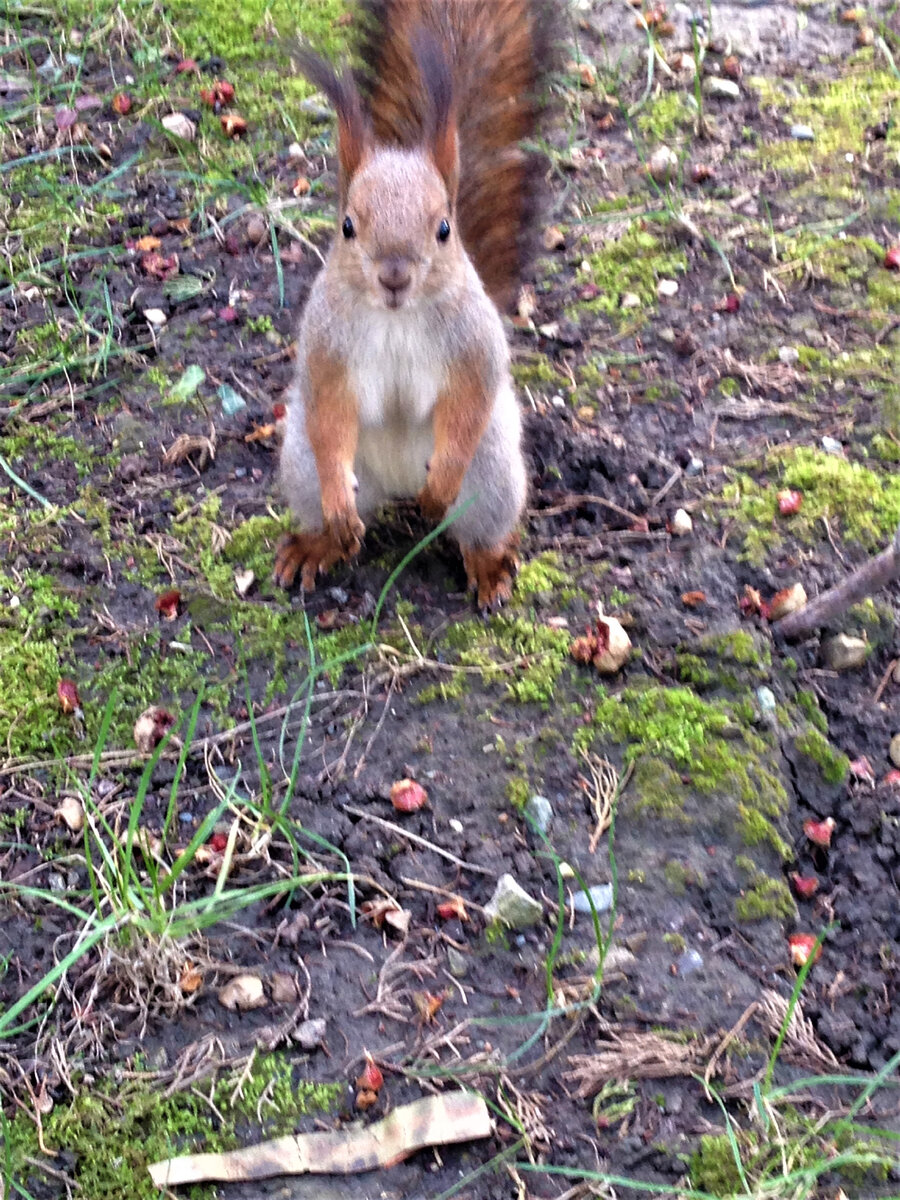 Белка Фото автора