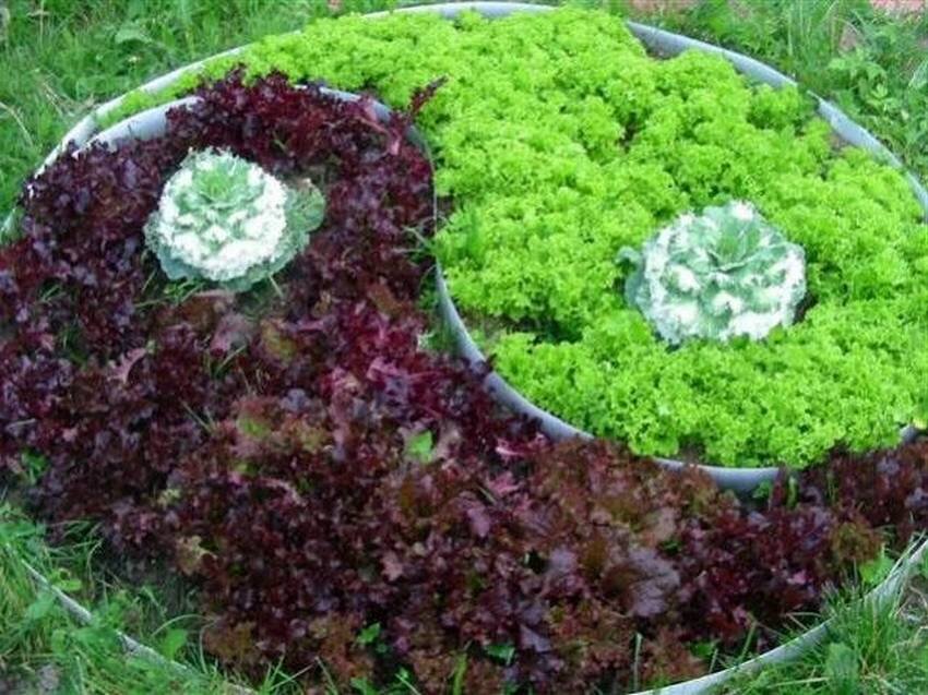 Оригинально высажен классический  листовой салат и салат Лолло Росса.