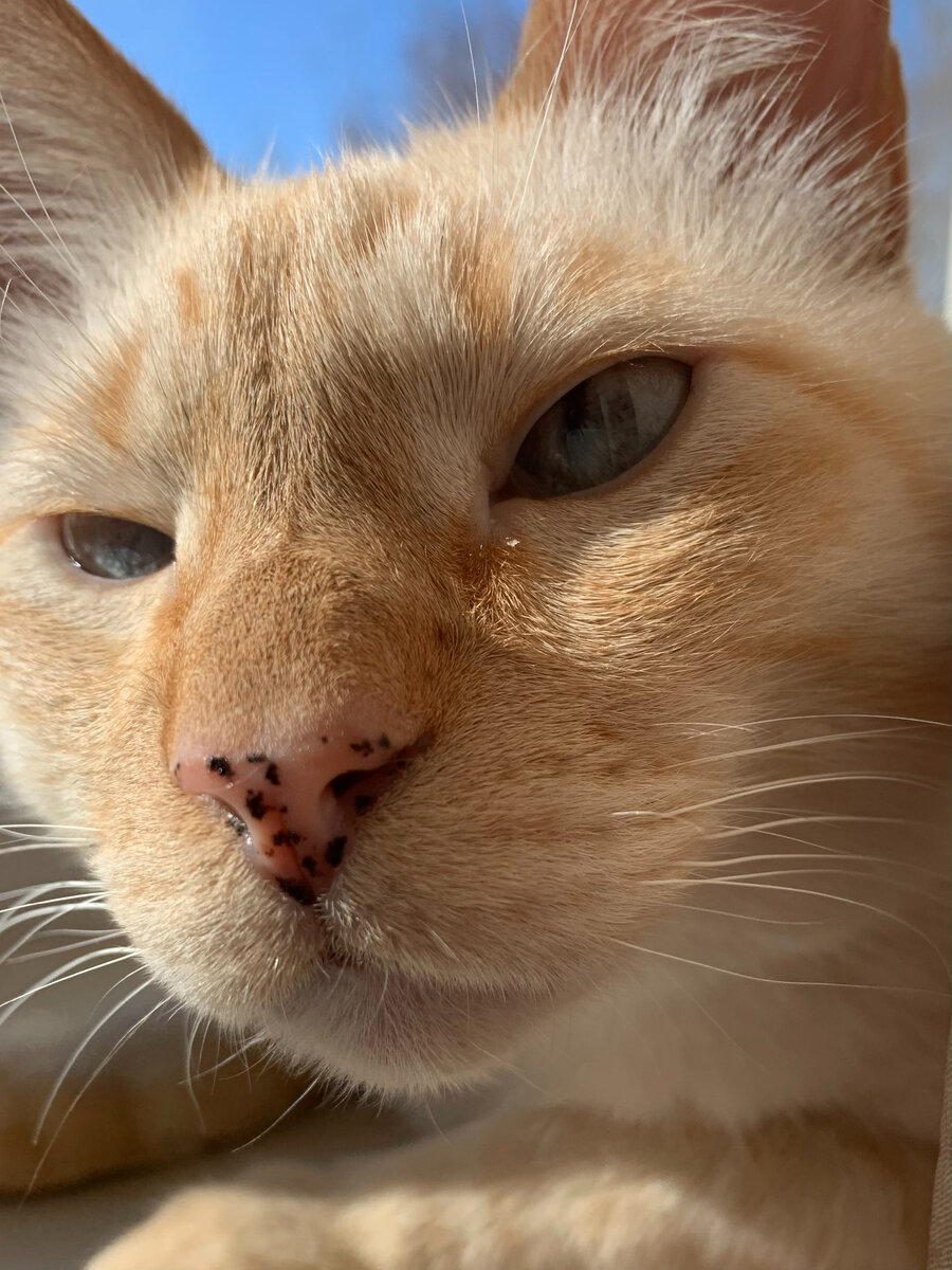 Паштет греется на солнышке