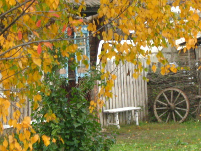 Тот самый плетень, с которого всё началось.