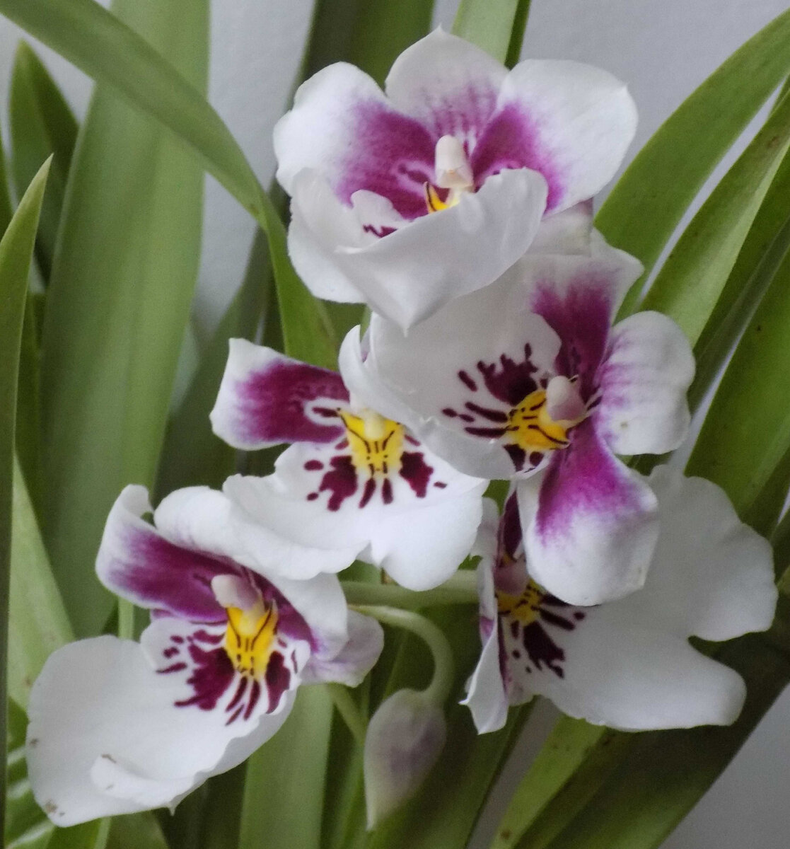 Мильтония Miltonia