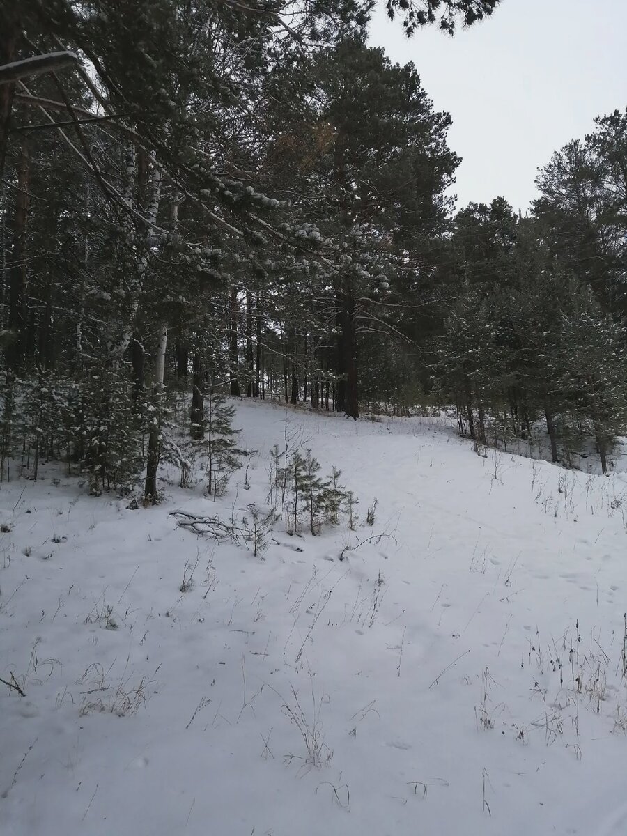 В бору возле дома...