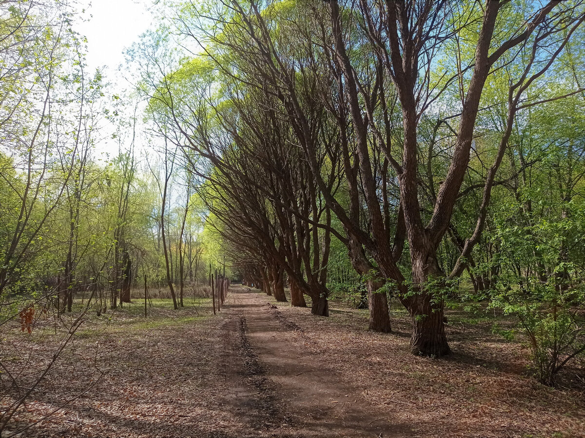 Аллея колючей проволоки в Ботаническом саду Екатеринбурга