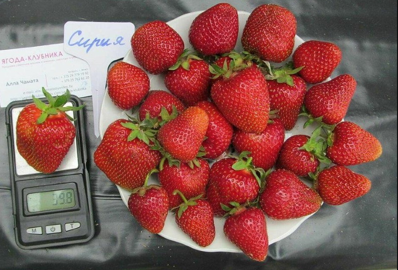Клубника Сирия: описание сорта и его полный обзор | Дачник.RU | Дзен