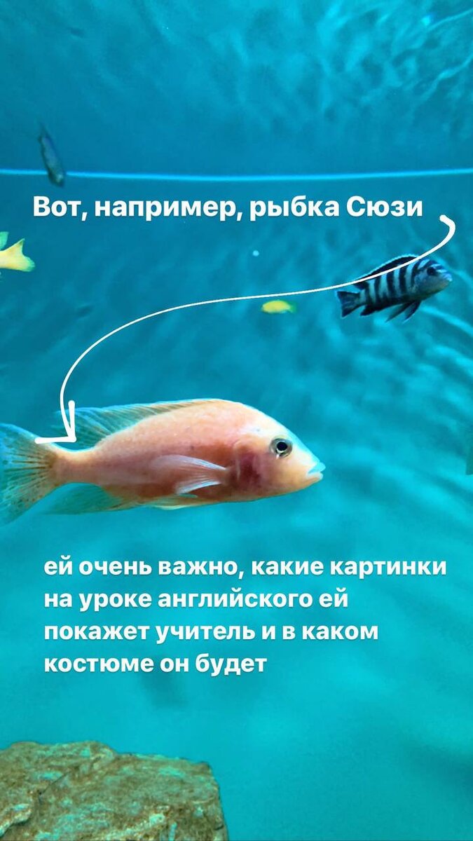 мини-рассказ о типах восприятия на примере жителей океанариума