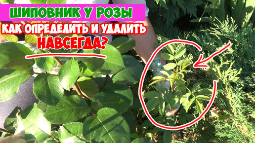 SOS! Роза превращается в шиповник! Как удалить шиповник у розы?