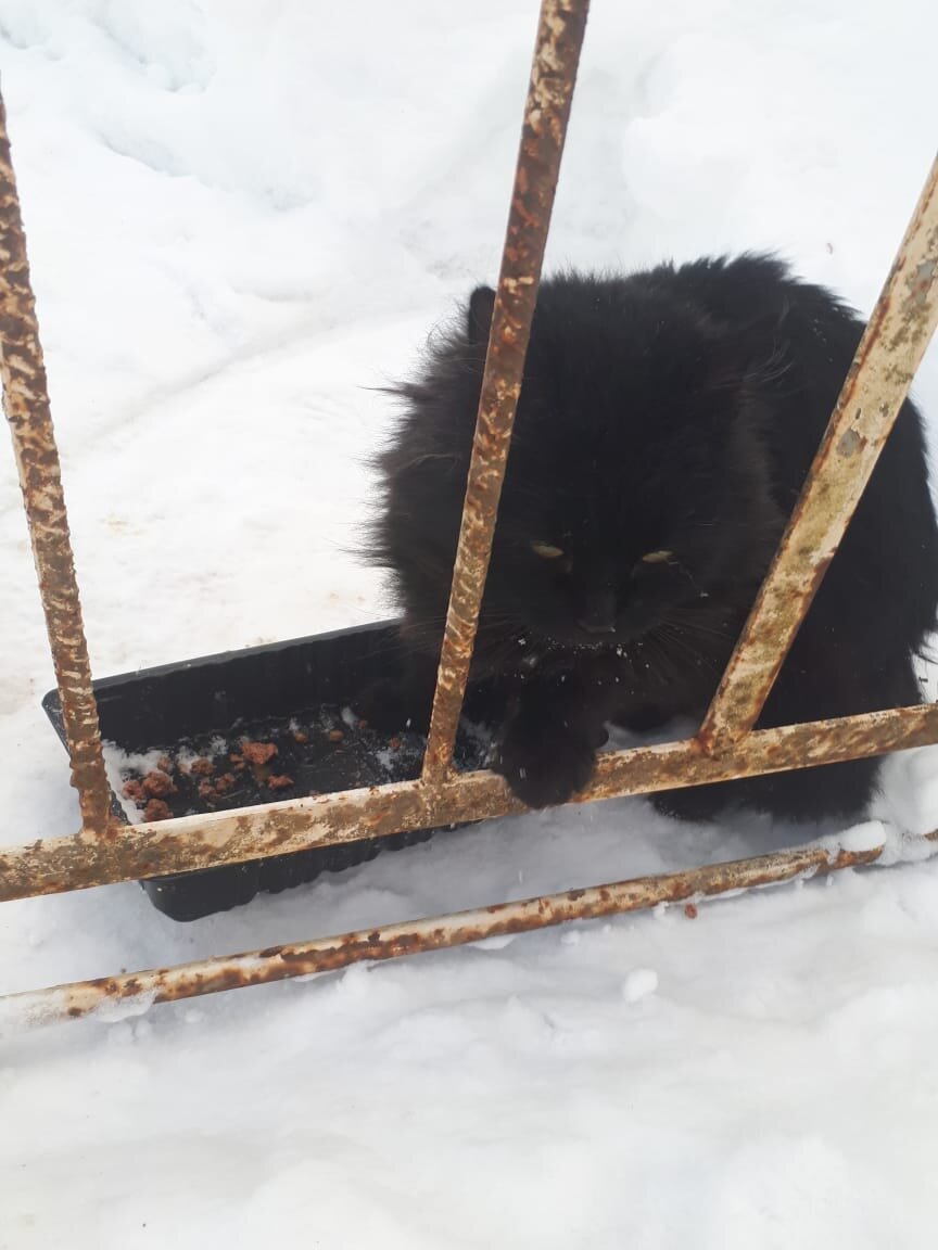 Шубку пришлось обстричь, так как колтуны было невозможно расчесать...