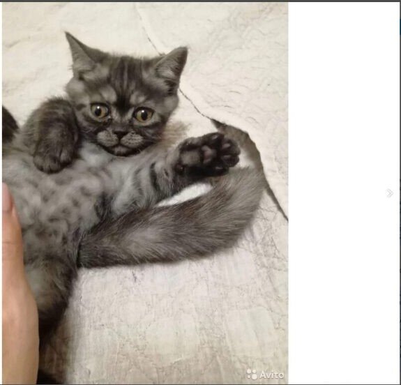 Это мой новый питомец, зовут его Боцман. И для Настеньки лучший друг.