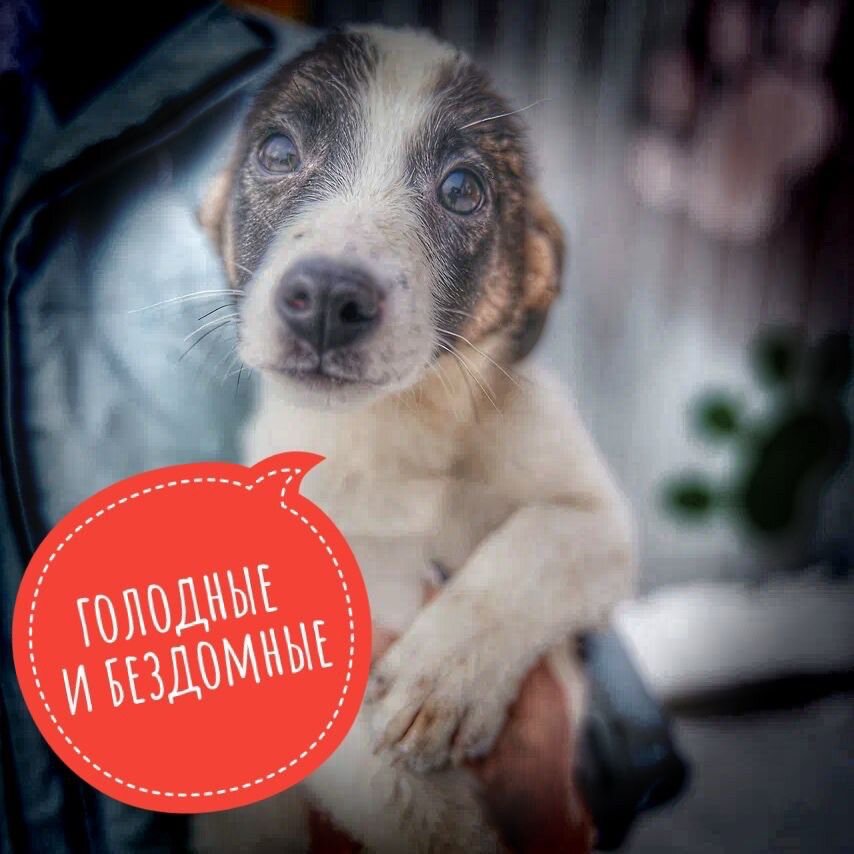 день стольника для наших подопечных