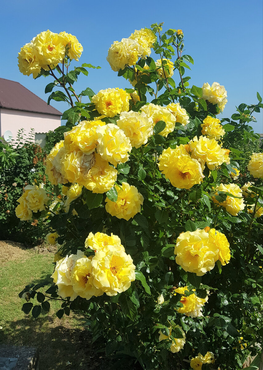 Керчь. п. Курортное. Желтые розы. Фото Анна Карпенко. 