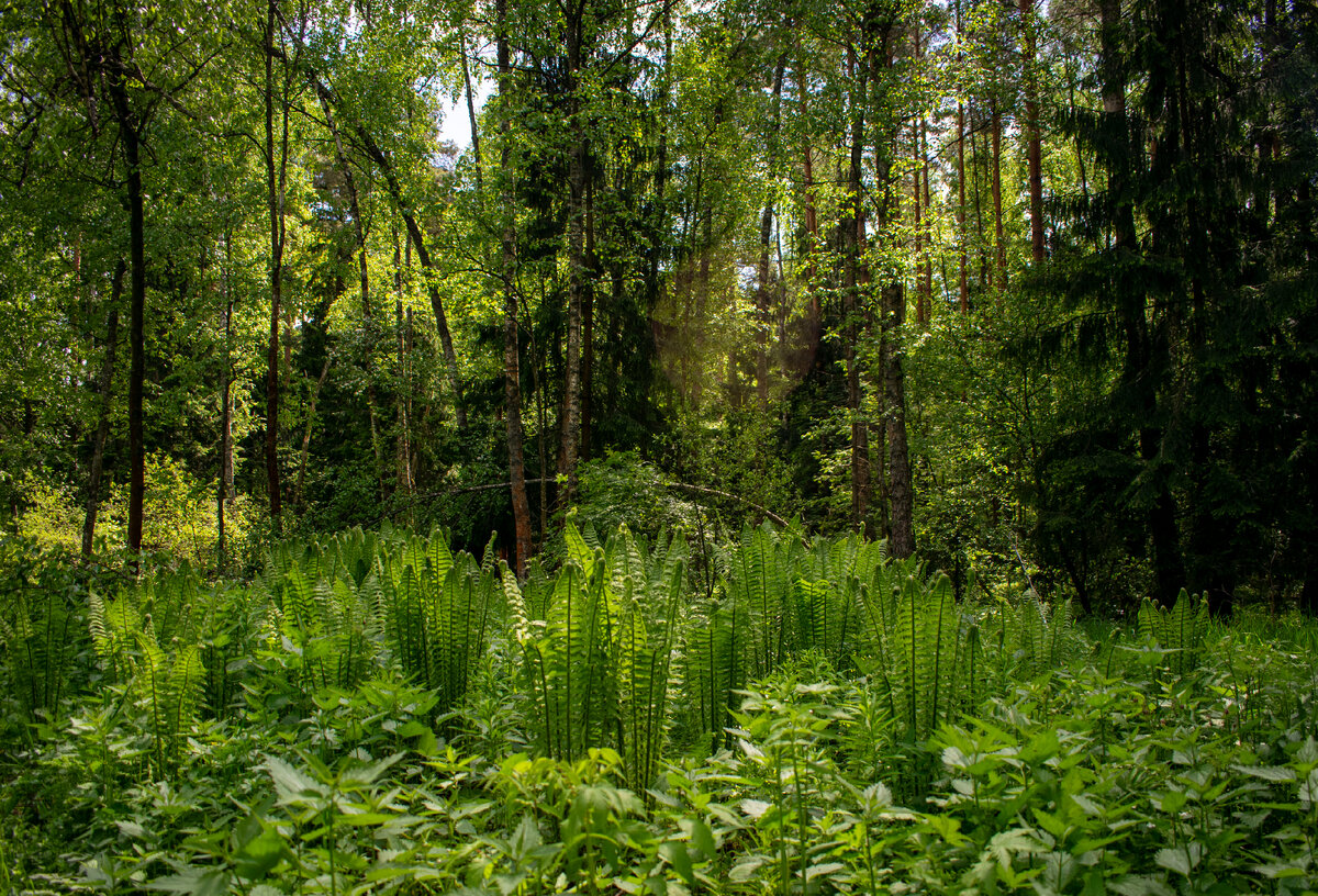 Папоротник в лесу. Фотография автора статьи.